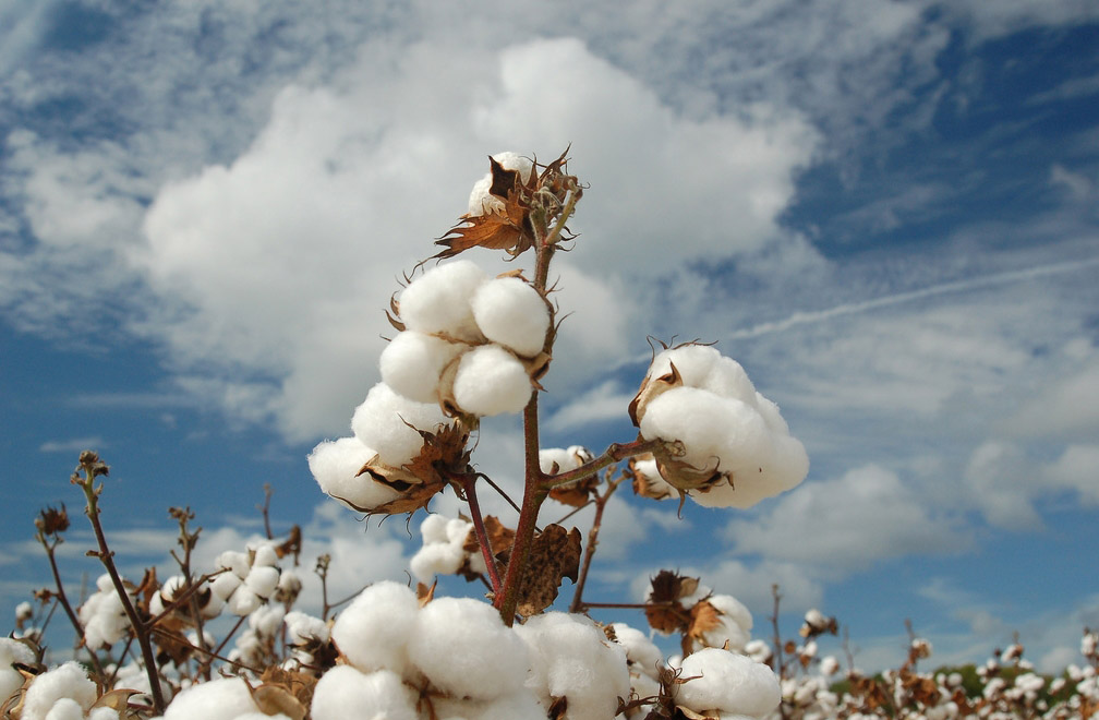 Nguồn gốc của thun cotton chính là từ bông vải 