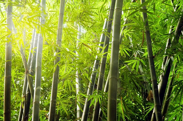 Thu hoạch tre để sản xuất chất liệu bamboo
